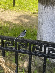 Motacilla alba