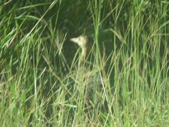 Rhynchotus rufescens