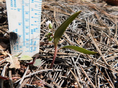 Claytonia rosea