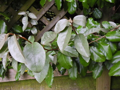 Elaeagnus × ebbingei