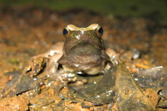 Phrynobatrachus plicatus