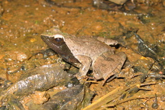 Phrynobatrachus plicatus