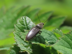 Athous haemorrhoidalis