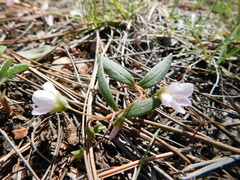 Claytonia rosea