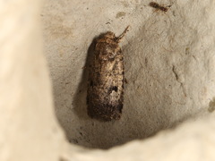 Thoracolopha