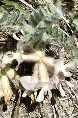 Astragalus parryi