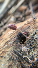 Coprinopsis clastophylla