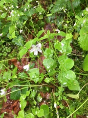 Claytonia sibirica