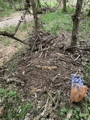 Coprinopsis clastophylla