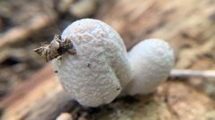 Coprinopsis clastophylla