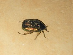 Cetonia aurata