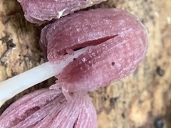 Coprinopsis clastophylla