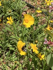 Coreopsis lanceolata image