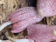 Coprinopsis clastophylla