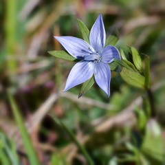 Lomatogonium carinthiacum
