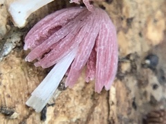 Coprinopsis clastophylla