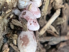 Coprinopsis clastophylla