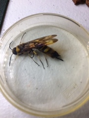 Eriotremex formosanus