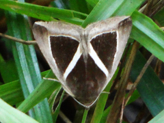 Chalciope mygdon
