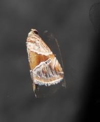 Maliattha separata