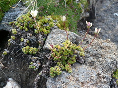 Saxifraga bryoides