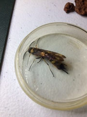Eriotremex formosanus