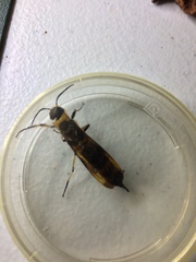 Eriotremex formosanus