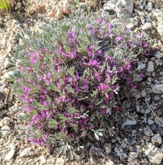 Astragalus tridactylicus