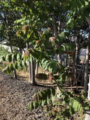 Ailanthus altissima