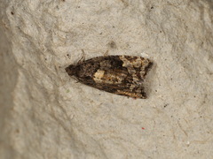 Asthenoptycha