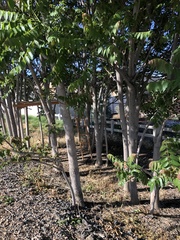 Ailanthus altissima