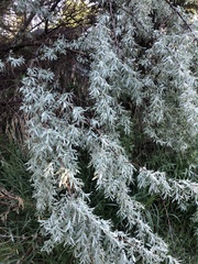 Elaeagnus angustifolia