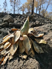 Agave guadalajarana