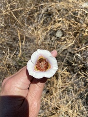 Calochortus argillosus
