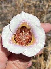 Calochortus argillosus