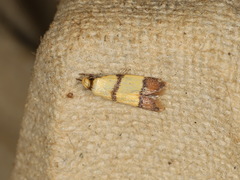 Heteroteucha distephana