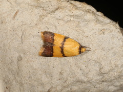 Heteroteucha translatella
