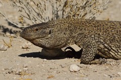 Varanus albigularis