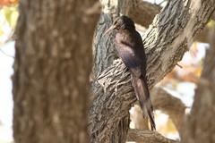 Phoeniculus damarensis