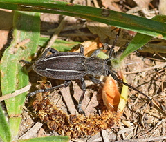 Neodorcadion bilineatum