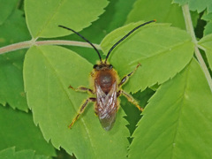 Eucera longicornis