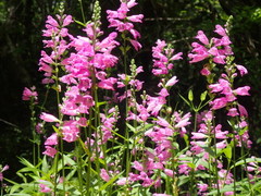 Physostegia purpurea