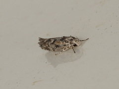 Lichenaula appropinquans