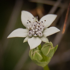 Alepidea pusilla