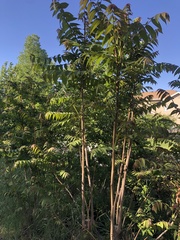 Ailanthus altissima
