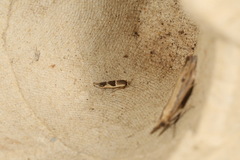 Stathmopoda megathyma