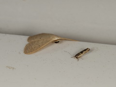 Stathmopoda megathyma