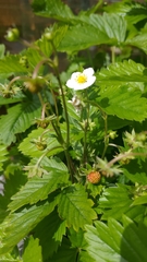 Fragaria