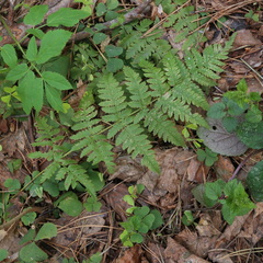Dryopteris carthusiana