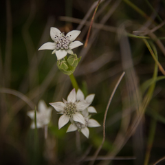 Alepidea pusilla